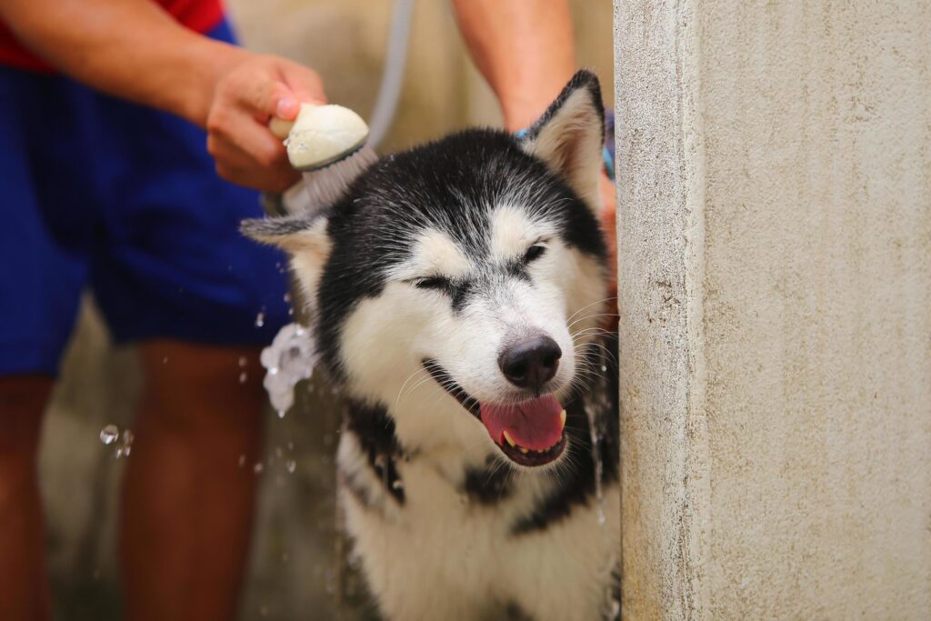 Husky Siberiano