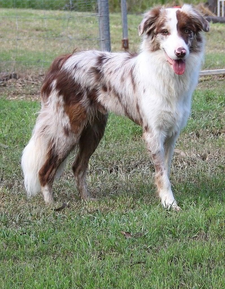 Bolder Collie