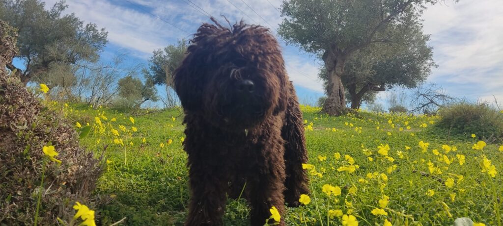 Perro de Agua Español