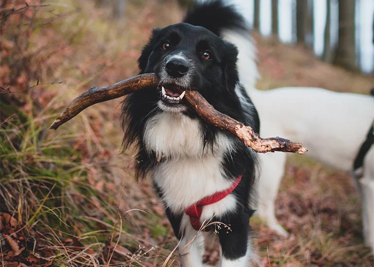 Bolder Collie