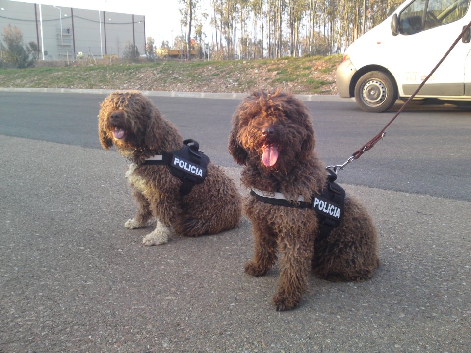 Perro de Agua Español