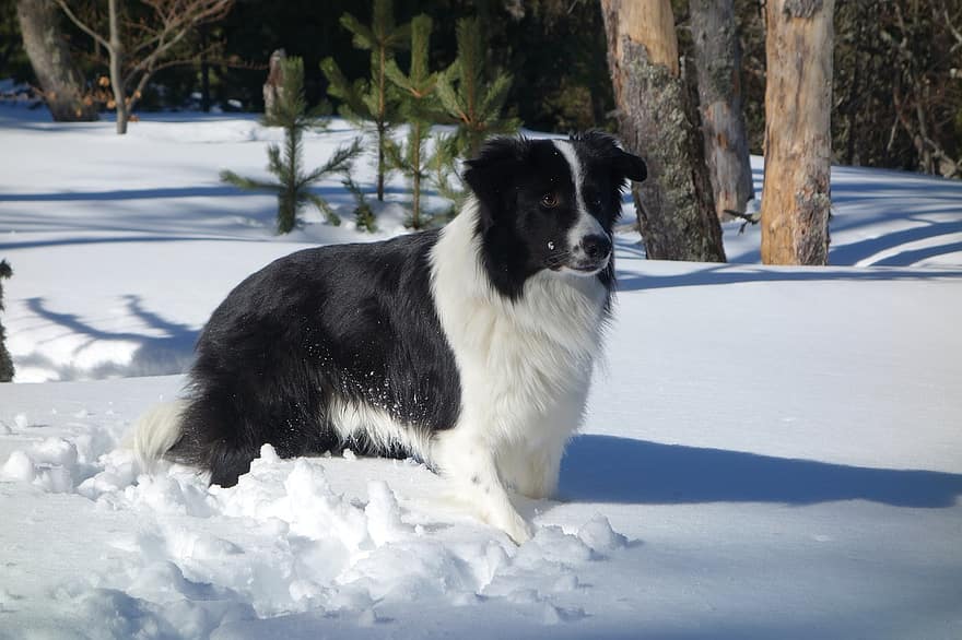 Bolder Collie