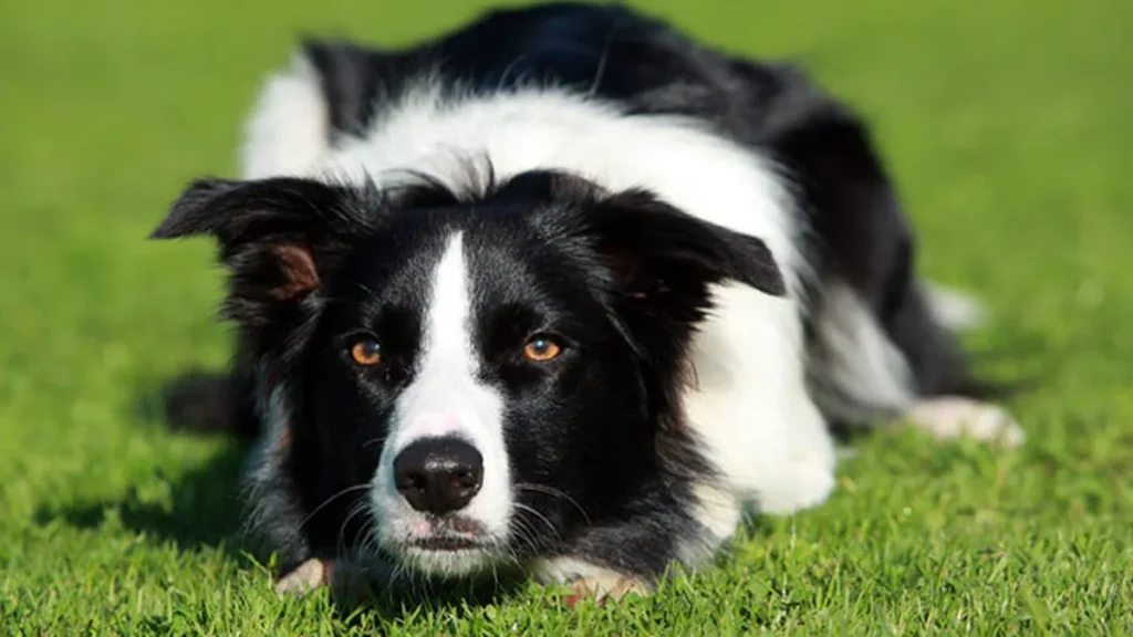 Bolder Collie