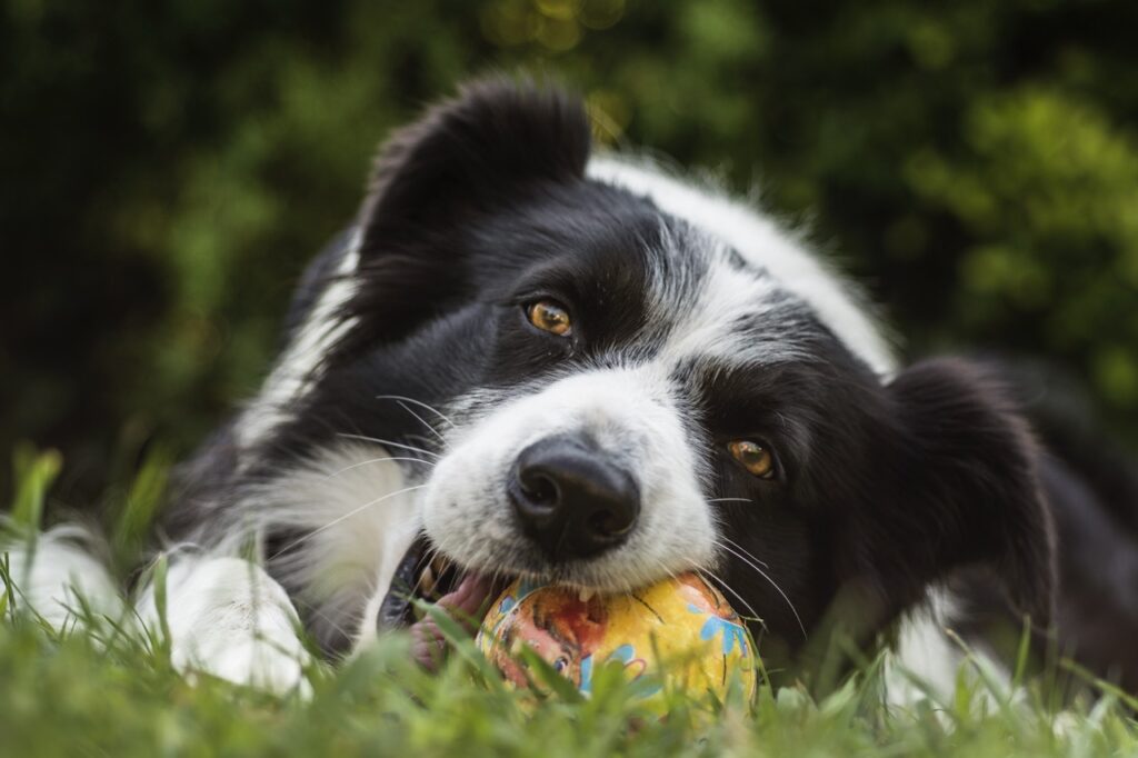 Bolder Collie