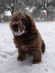 Perro de Agua Español