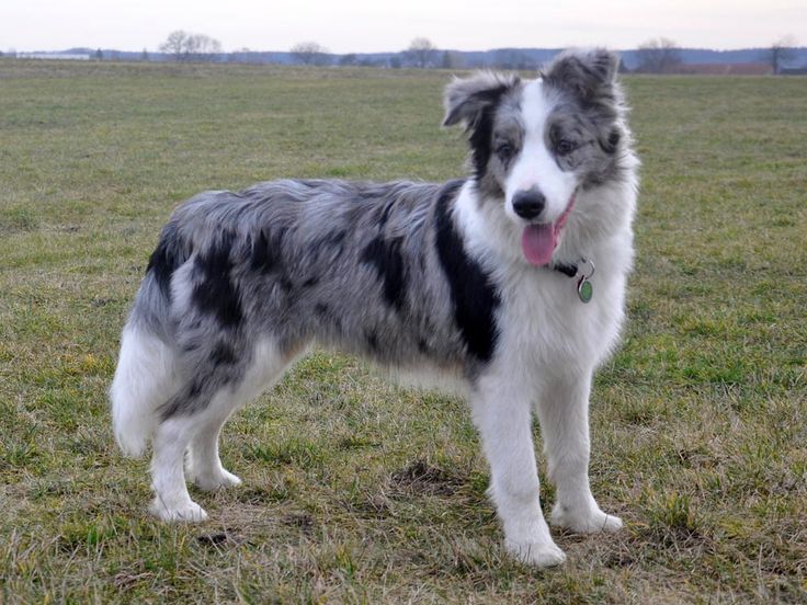 Bolder Collie