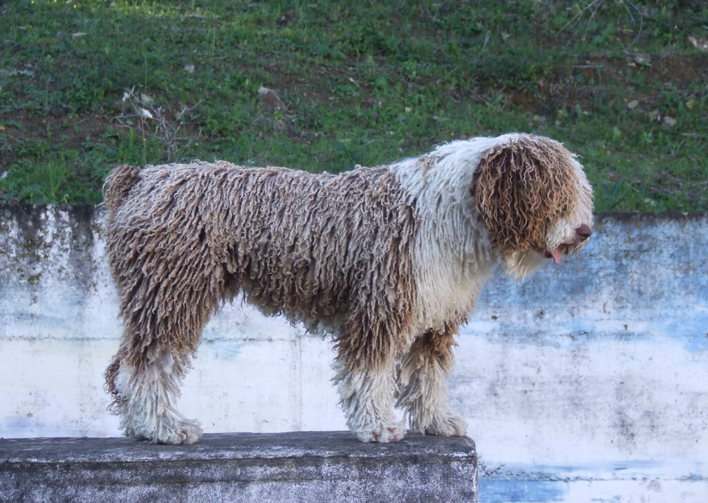 Perro de Agua Español