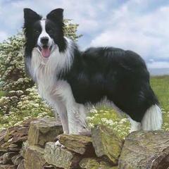 Bolder Collie