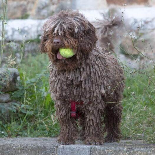 Perro de Agua Español